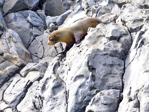 Escale Iles Galapagos (Punta Vicente Roca)